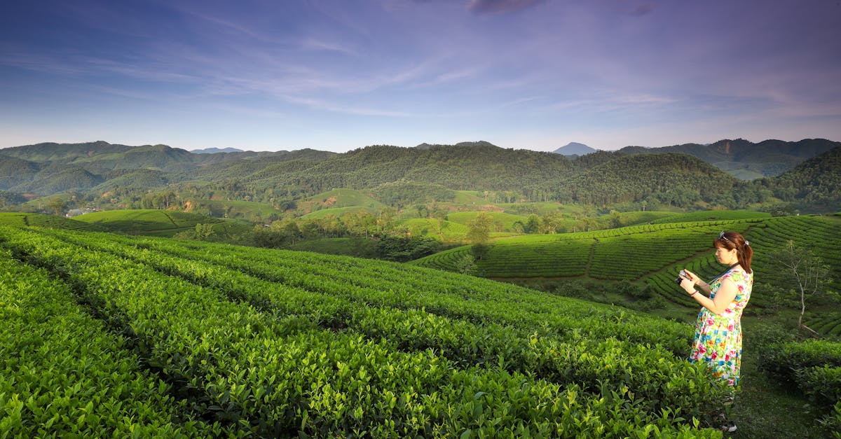 Woman enjoying the vibrant tea fields and scenic hills of Phú Thọ, Vietnam.